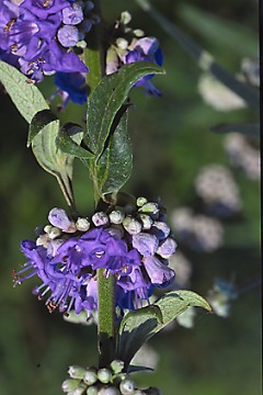 chaste tree berries